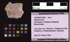 Foto (Objekt + Etiketten) von Mecochirus sp. (NHMW-GEO-1990-0041-0222)